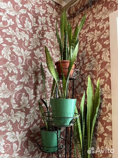 Сансевиерия