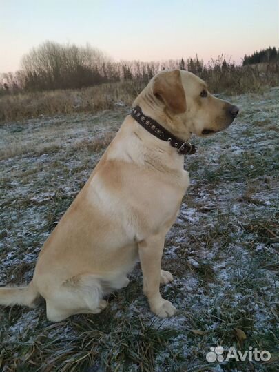 Кобель лабрадора вязка