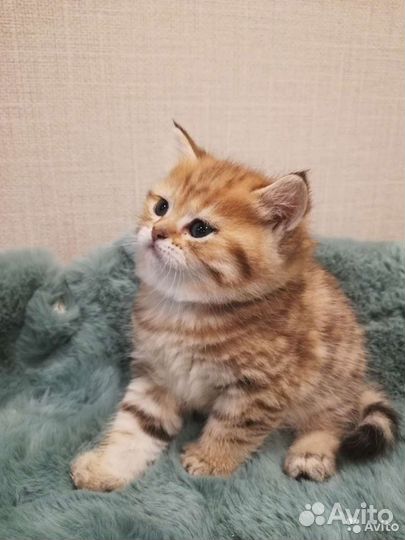 Золотые клубные шиншиллы