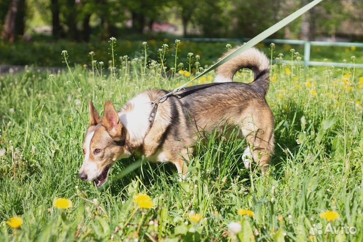Зажигательная Трэйси в добрые руки