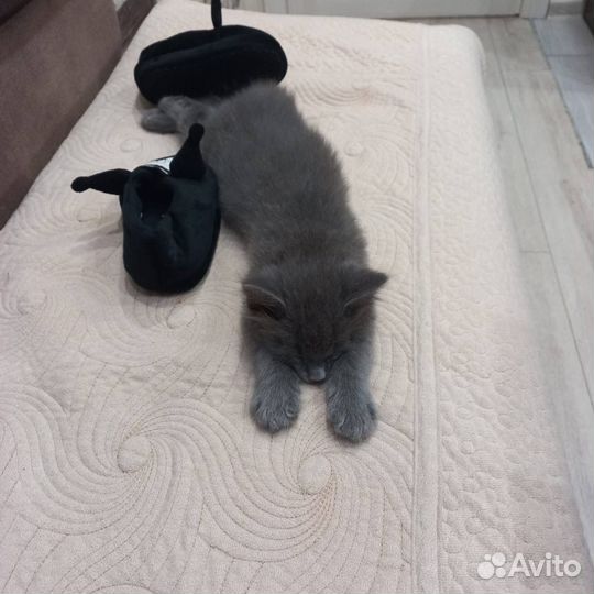 Котенок