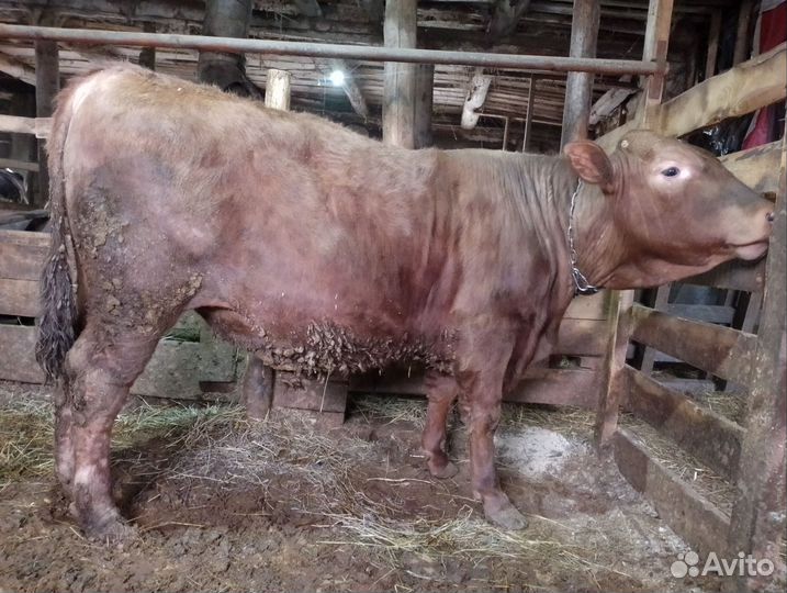 Быки герефорд на племя