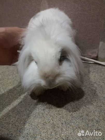 Декоративные кролики вислоухие