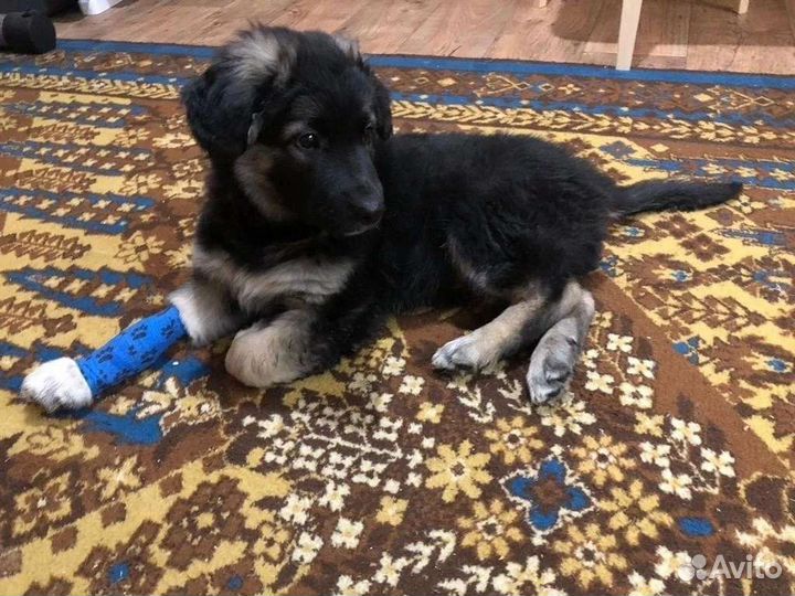 Щеночек в добрые руки