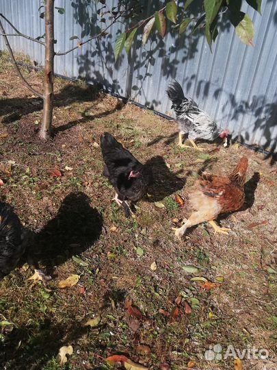 Молодые курочки и петушки (4,5 месяца)