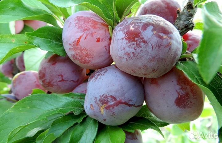 Саженцы сливы Орловский сувенир (красный)