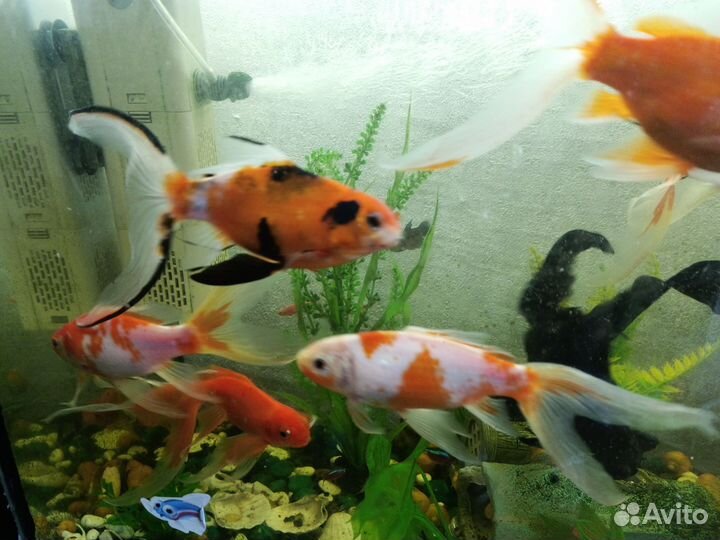 Золотая рыбка