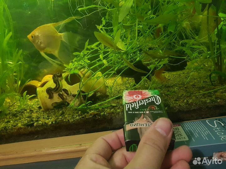 Аквариумные рыбки