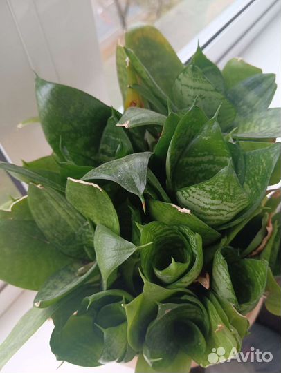 Сансевиерия Ханни