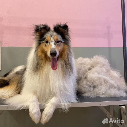 Грумер,стрижка собак,экспресс линька,тримминг