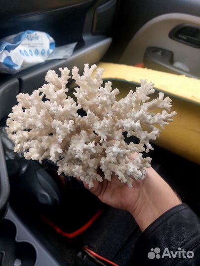 Морские кораллы большой