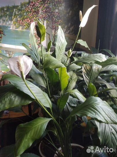 Пеларгония розебудная и другие комнатные растения