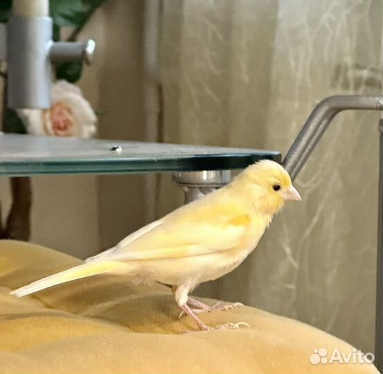 Кенар молодой распевается