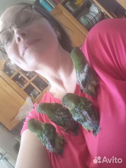 Неразлучники попугаи малыши выкормыши