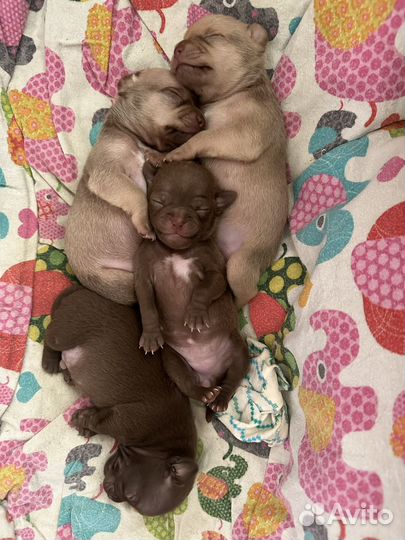 Щенки чихуахуа мини