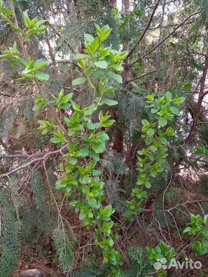 Отводок вишни