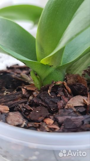 Орхидея фаленопсис детка