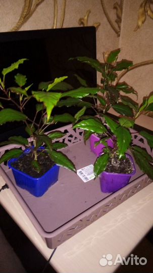 Гибискусы разные