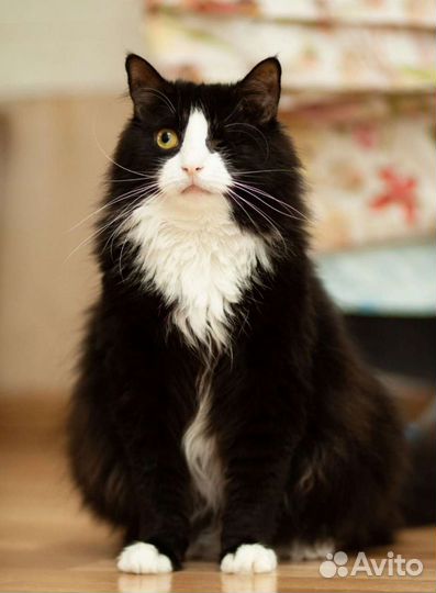 Пушинка 2 года