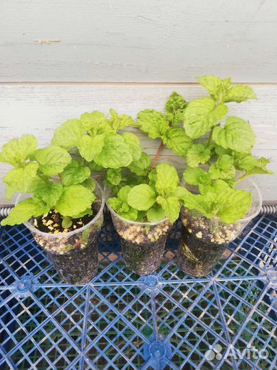 Мята сортовая