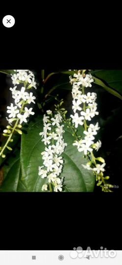 Цитарексилум