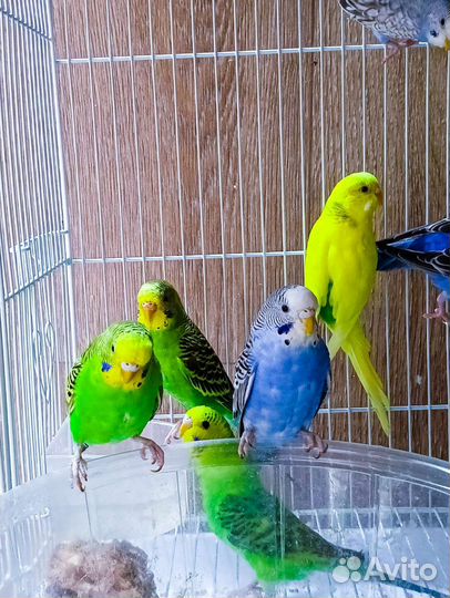 Попугай волнистый, корелла