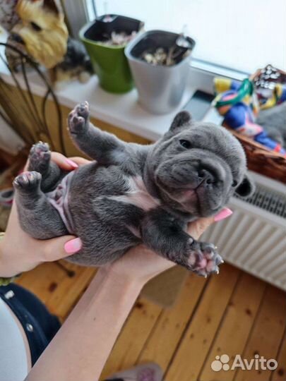 Голубой бульдог