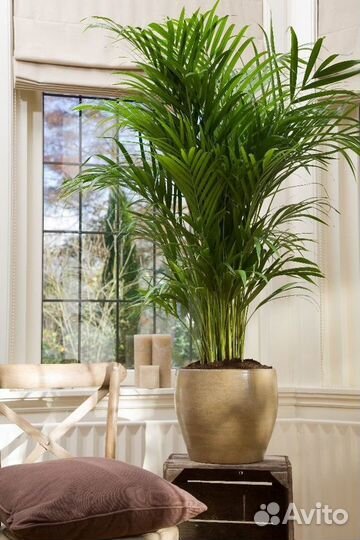 Пальма Арека Любой размер