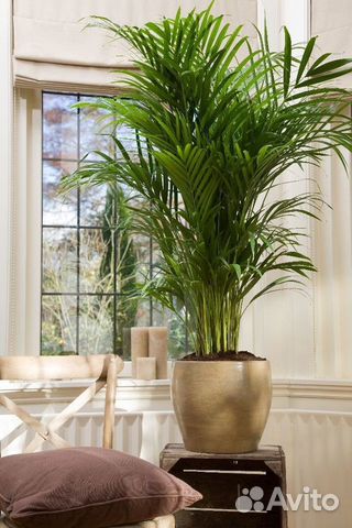 Пальма Арека Любой размер