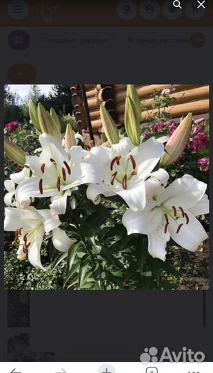 Лилии саженцы
