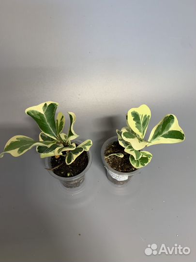 Фикус Триангулярис Вайт Марджин