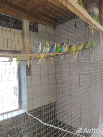 Волнистый попугай