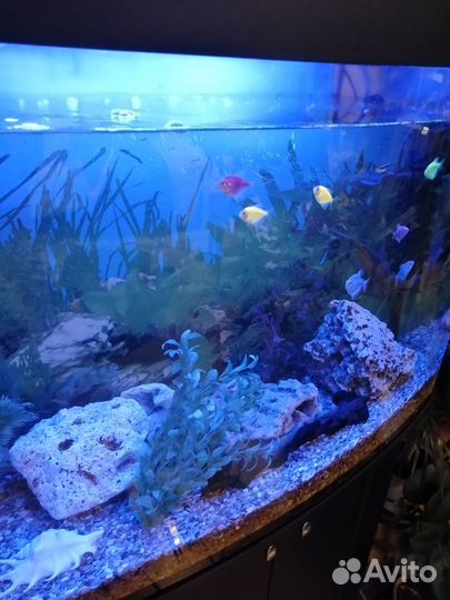 Аквариум