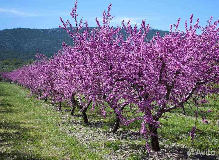 Миндаль жареный; натуральный от 500 г