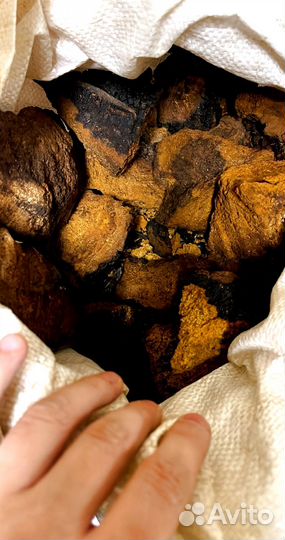 Чага кусковая и молотая