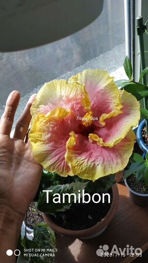 Гибискус Tamibon
