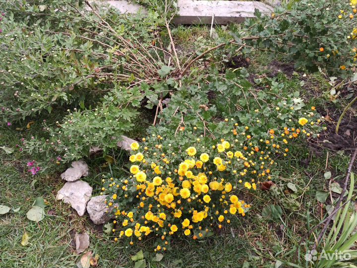 Хризантемы