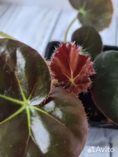 Бегония краснолистная Фиста