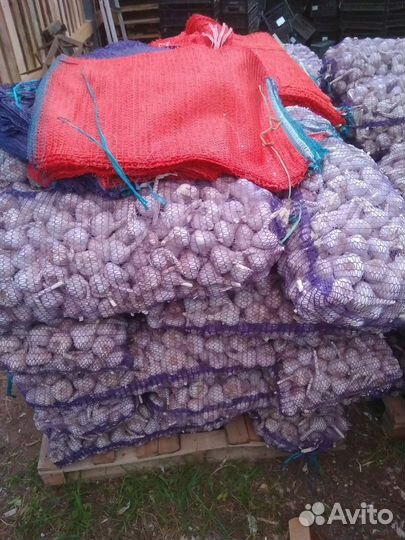 Чеснок сотовой