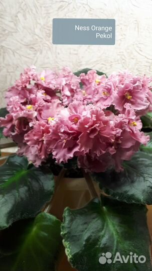 Фиалки сортовые