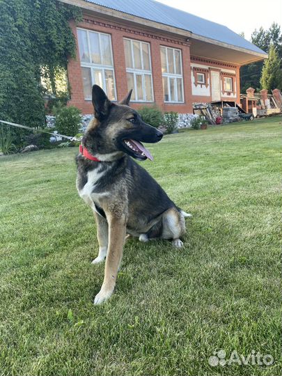 Отдам щенка мальчика в добрые руки