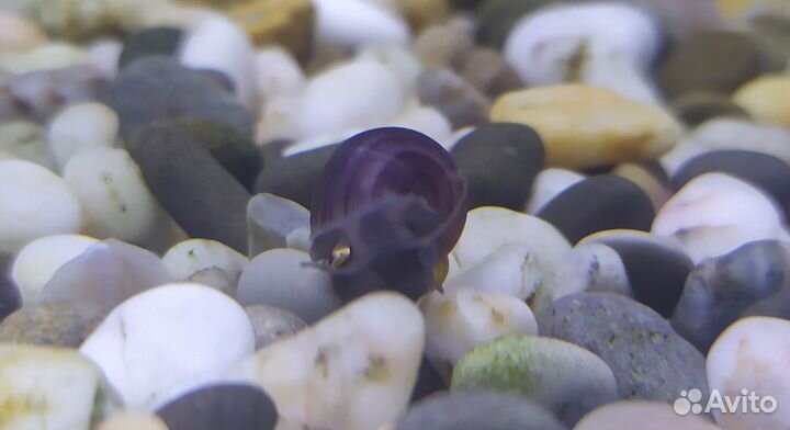 Ампулярии Черничные