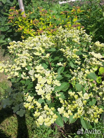 Гортенщия Полистар