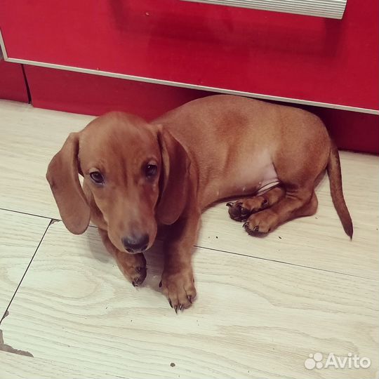 Щенки стандартной таксы