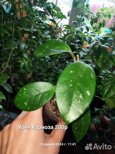 Жасмин Хойя Плющ (хедера) Циссус (березка) идр