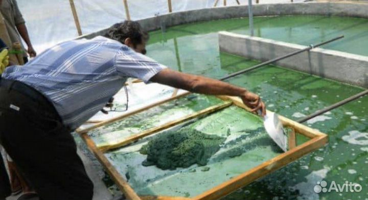 Посредник в Индии