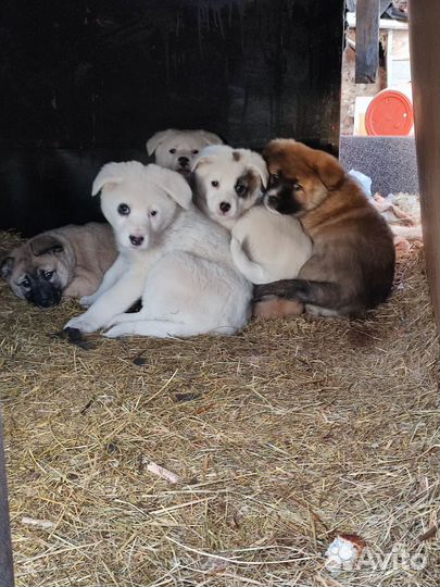 Щенки