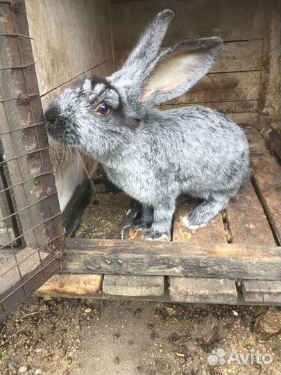 Кролики мясных пород