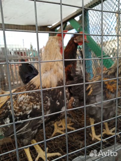 Петушки молодые