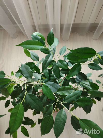 Фикус бенджамина